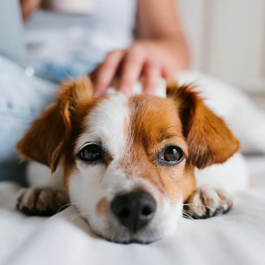 Pet Friendly at GlampingNest.net